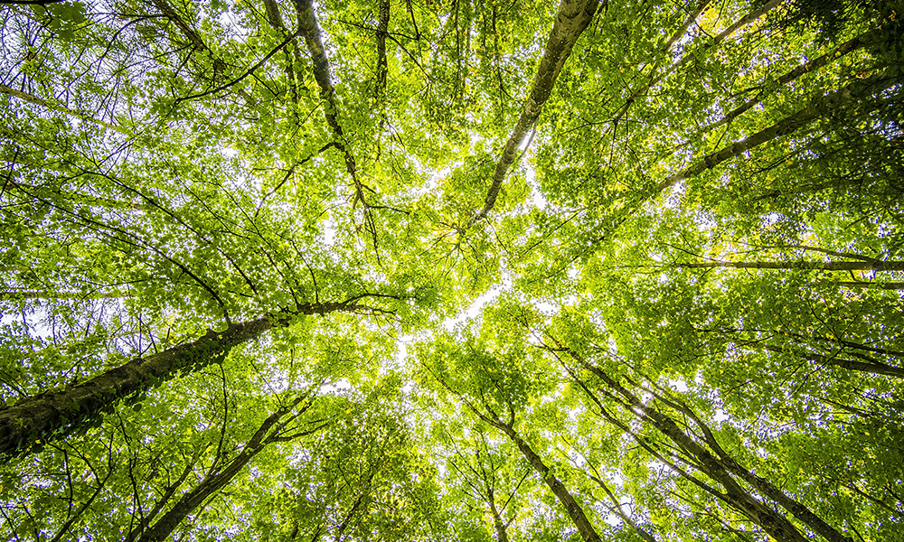 Aidez à protéger les forêts et prouvez-le avec PEFC image